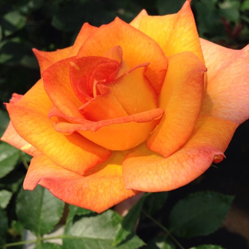 ROSE NURSERY MIZUTANI 有限会社水谷農園｜薔薇苗の生産業者販売サイト
