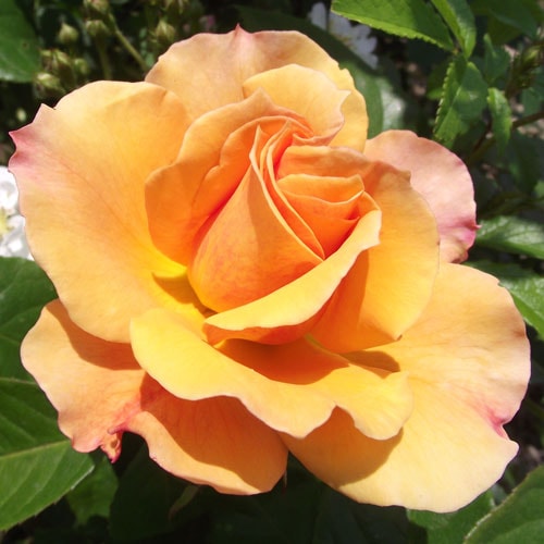 ROSE NURSERY MIZUTANI 有限会社水谷農園｜薔薇苗の生産業者販売サイト
