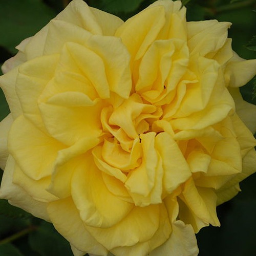 �Х��ġ���ǯ����ġ������ꥹ�ȥե���������֥����Ĥ�Х顡����ȭ�����Х��Ĥϣ��������Ķ��������ȯ����