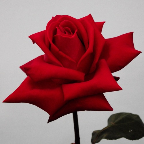 �Х��ġ���ǯ����ġ������ꥹ�����ǥ������롡���ء�����ȭ�����Х��Ĥϣ��������Ķ��������ȯ����