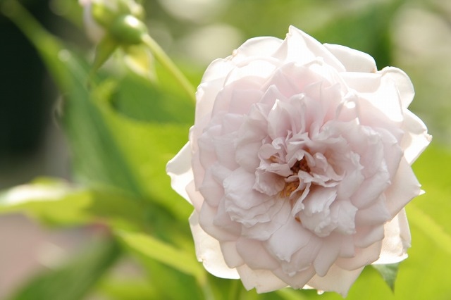 バラ苗切りバラ苗バラ苗、innoc♡ntバラ 2026年最新】切りバラ