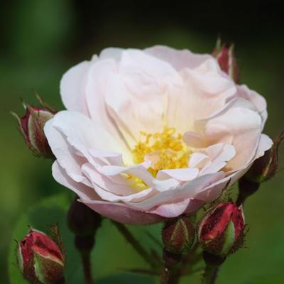ROSE NURSERY MIZUTANI 有限会社水谷農園｜薔薇苗の生産業者販売