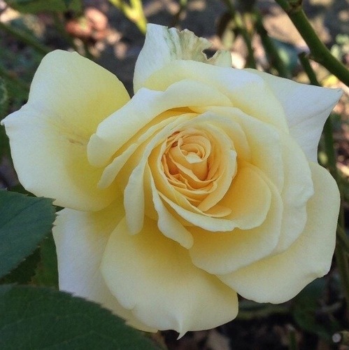 �Х��ġ���ǯ����ġ������������������󥨥ꥶ�٥������ء�����ȭ�����Х��Ĥϣ��������Ķ��������ȯ������