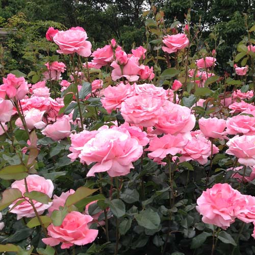 【貴重美品】湖に咲く薔薇 バトルスピリッツ専門通販店 バトスキ！