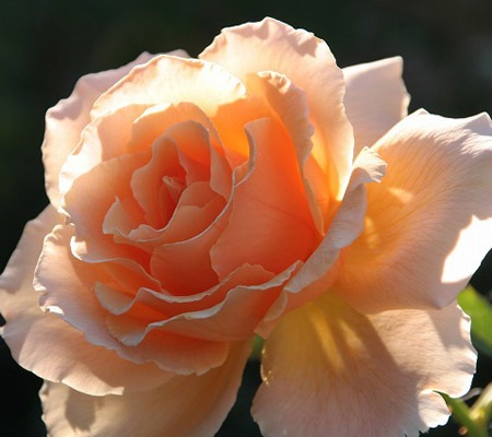 ROSE NURSERY MIZUTANI 有限会社水谷農園｜薔薇苗の生産業者販売サイト