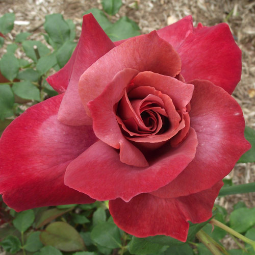 希少　薔薇苗　バラ苗　フラ…2年　1鉢 楽天市場】バラ苗 【沙紗 (サーシャ)】 (新苗植え替え