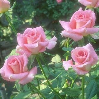 Хġǯġߥءȭܰʹߡȯͽꢨڥ֥ġ