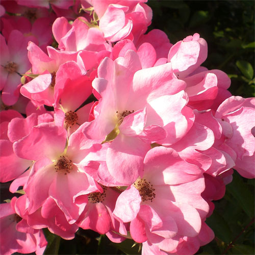 �Х��ġ���ǯ����ġ�����֡��ϡ��ȡ������ء�����ȭ�����Х��Ĥϣ��������Ķ��������ȯ�������ڥ֥����ġ�