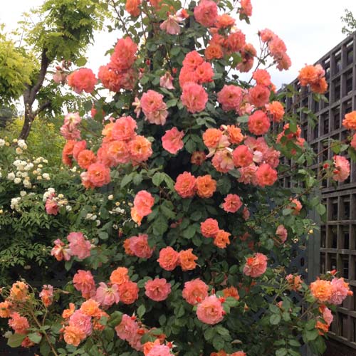 �Х��ġ���ǯ����ġ����������������ɡ��Ĥ�Х顡����ȭ�����Х��Ĥϣ��������Ķ��������ȯ������