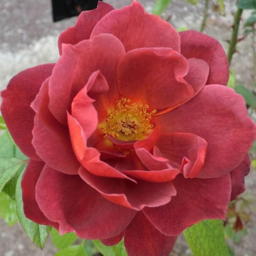 バラ苗 2年大株苗 ホットココア 中輪 アメリカンローズ 4号鉢 ※11