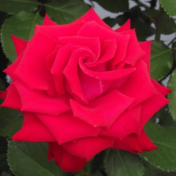 Хġǯġǥ⡼졡ĤХ顡ȭܰʹߡȯͽꢨ