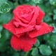 �Х��ġ����ġ������ǥ��⡼�졡�Ĥ�Х�ڽвٴ������������Ĥ�ꡢ4����ܺ����缡�в�ͽ���