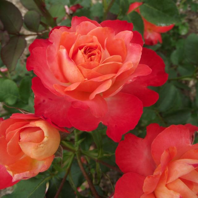 バラ苗 2年大株苗 シャイニングレディー 大輪 4号鉢 ※11月中旬以降