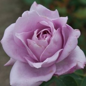 Хġǯġĥࡡءȭܰʹߡȯͽꢨ