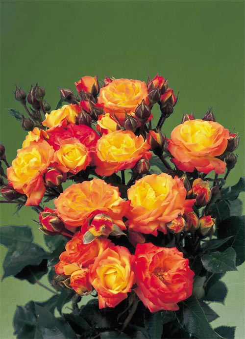 ХġǯġСءȭܰʹߡȯͽꢨ