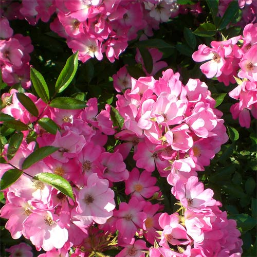 �Х��ġ���ǯ����ġ�����֡��ϡ��ȡ������ء�����ȭ�����Х��Ĥϣ��������Ķ��������ȯ�������ڥ֥����ġ�