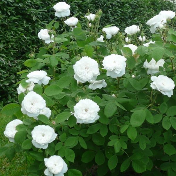 Хġǯġޥॢǥʥޥϡǥˡɥȭܰʹߡȯͽꢨ