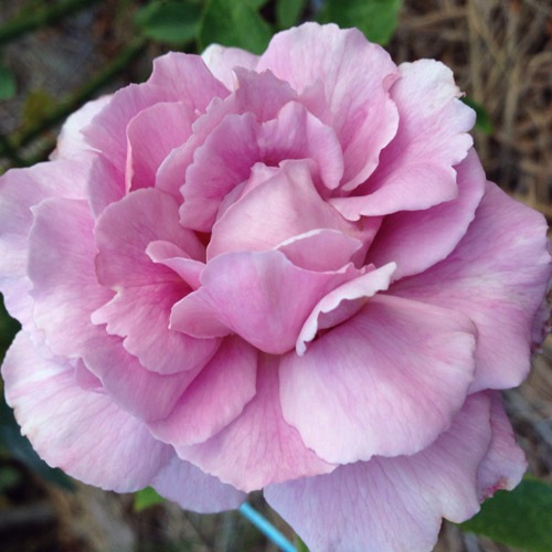 Хġǯġĥࡡءȭܰʹߡȯͽꢨ