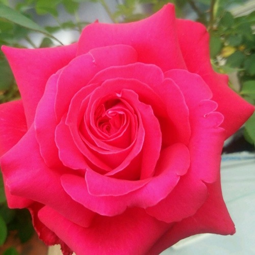 バラ苗 2年大株苗 アレックスレッド 大輪 4号鉢 ※バラ苗は5～10