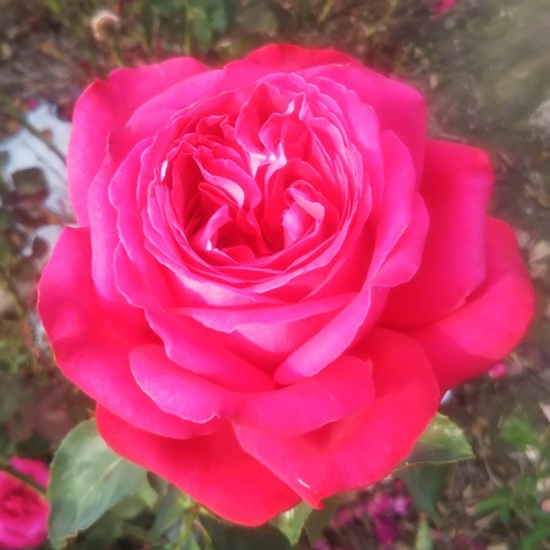 �Х��ġ���ǯ����ġ�������å�����åɡ����ء�����ȭ�����Х��Ĥϣ��������Ķ��������ȯ��������