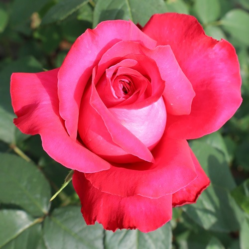 �Х��ġ���ǯ����ġ�������å�����åɡ����ء�����ȭ�����Х��Ĥϣ��������Ķ��������ȯ��������