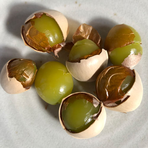 ���դ�����ɡ����θ��������θ������Ի���ľ�����ʼ�̾��ƣ��Ϻ����γ��3L��4L�ˡ���������900�������̵���ˡ��ͥ��ݥ��ΰ١�������Բġ����������Բġ��̤˾������ߤ��դ��Ƥ����Τ⤢��ޤ���̣�ˤ����ꤢ��ޤ��󡣡ʲ��졢Υ���Բġ�