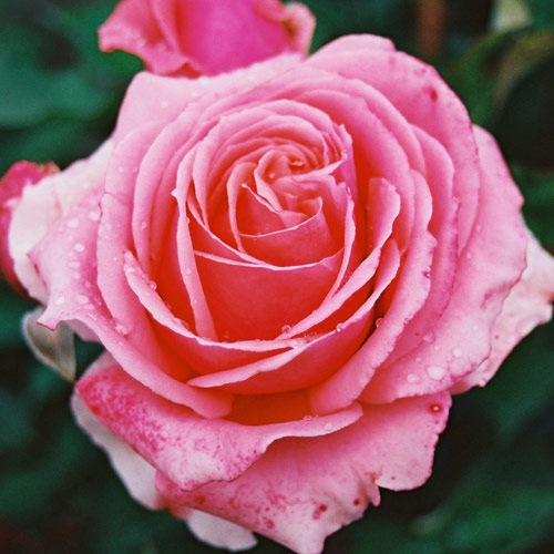 才のバラ 181 New Rose Variety Competition Winner Report - YouTube