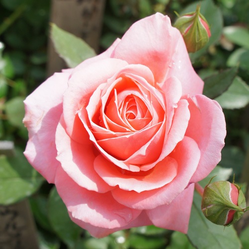 ROSE NURSERY MIZUTANI 有限会社水谷農園｜薔薇苗の生産業者販売サイト