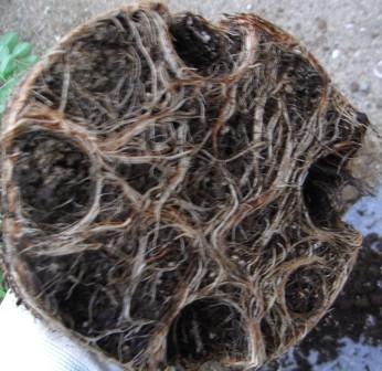 ����ץ饹���å���ȭ���ѡ��ץ롡���ġ���LENS���������