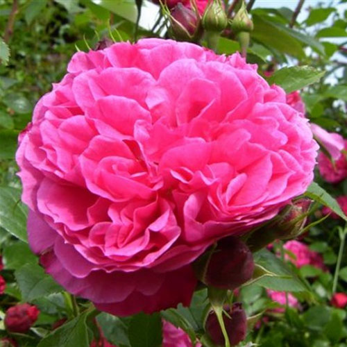 Хġǯġǥʥᥤ(F)ءԡӡ륺ȭܰʹߡȯͽꢨڥ֥ġ