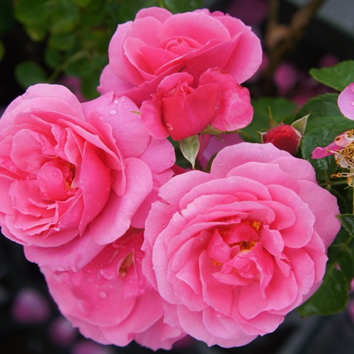 Хġǯġǥʥᥤ(F)ءԡӡ륺ȭܰʹߡȯͽꢨڥ֥ġ