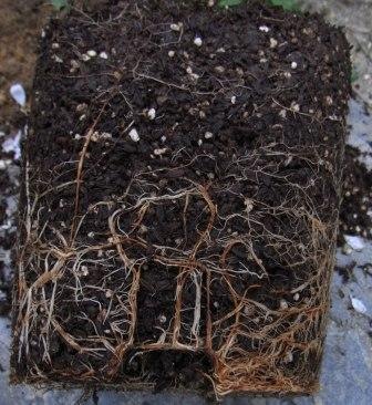 ����ץ饹���å���ȭ���ѡ��ץ롡���ġ���LENS���������