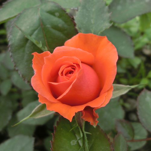 �Х��ġ���ǯ����ġ����ϥ�͡����ء�����ȭ�����Х��Ĥϣ��������Ķ��������ȯ������