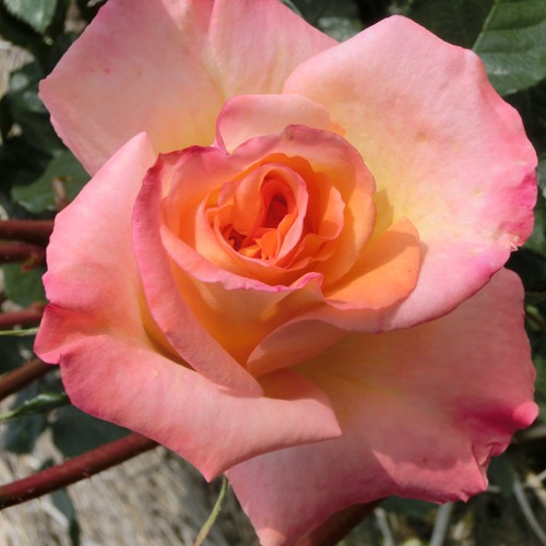 �Х��ġ���ǯ����ġ�����ʥꥶ�����ء�����ȭ�����Х��Ĥϣ��������Ķ��������ȯ������