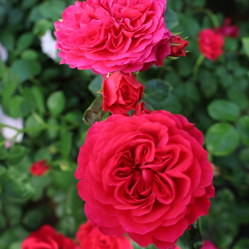 NEW �Х��ġ���ǯ����ġ���åɥ쥪�ʥ�ɥ��ӥ�����Ĥ�Х顡����ȭ�����Х��Ĥϣ��������Ķ��������ȯ����