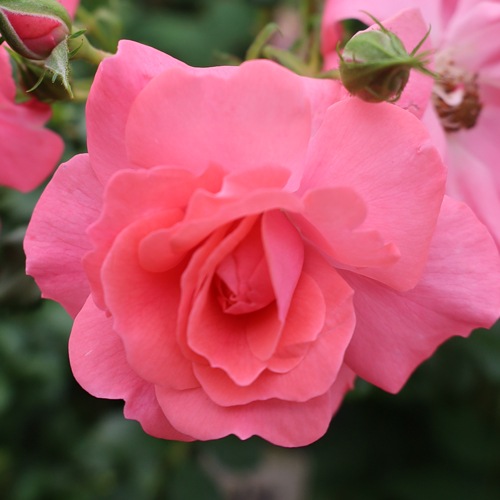 NEW ХġǯġСȥӥХåϡءȭܰʹߡȯͽꢨ