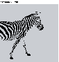 ڥǥޥåȡzebra