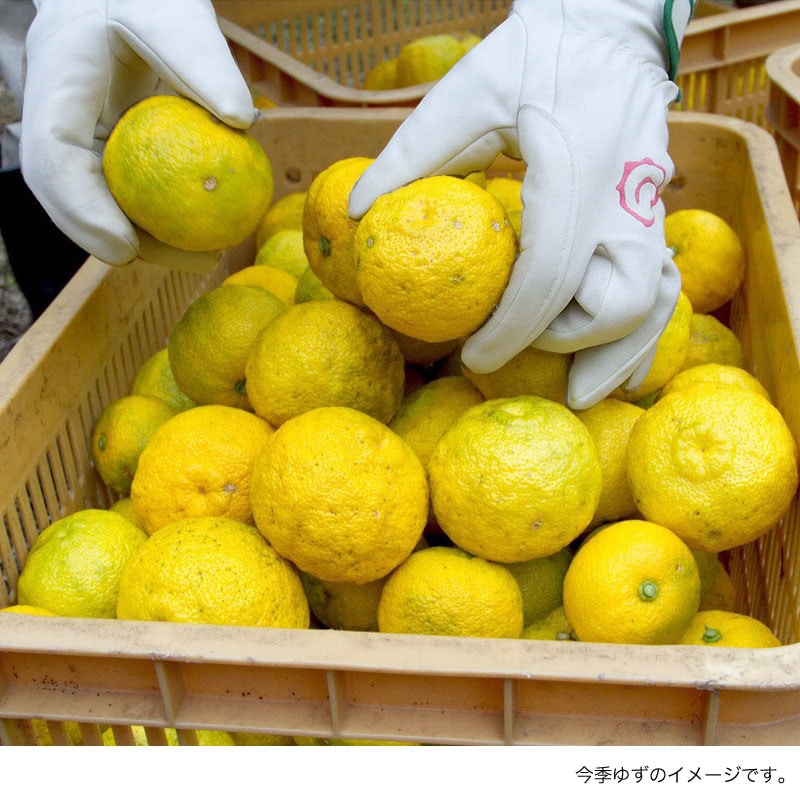 予約受付中】農薬不使用 木頭ゆず（黄玉） 1kg (約10個) | すべての