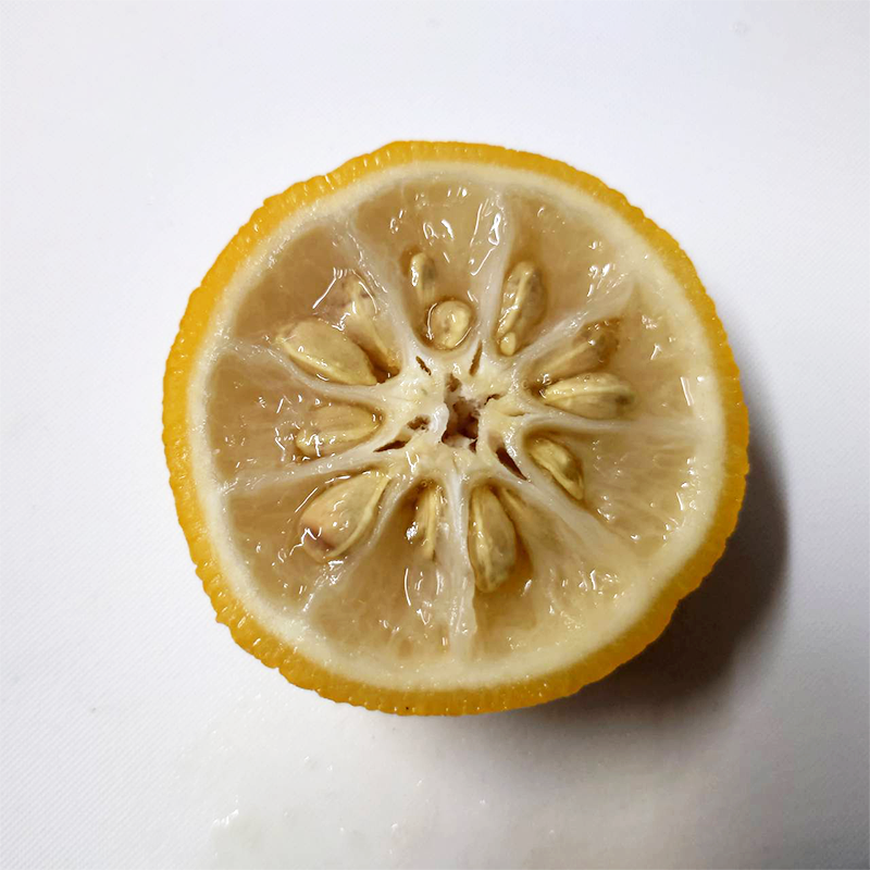 【冷凍】木頭ゆず大玉(黄玉)・1㎏(5～6玉)