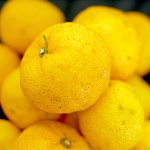 ※11月中旬より発送【A品】木頭ゆず青果1kg(黄玉)