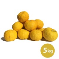【予約受付中】農薬不使用 木頭ゆず(黄玉) 5kg (約50個)