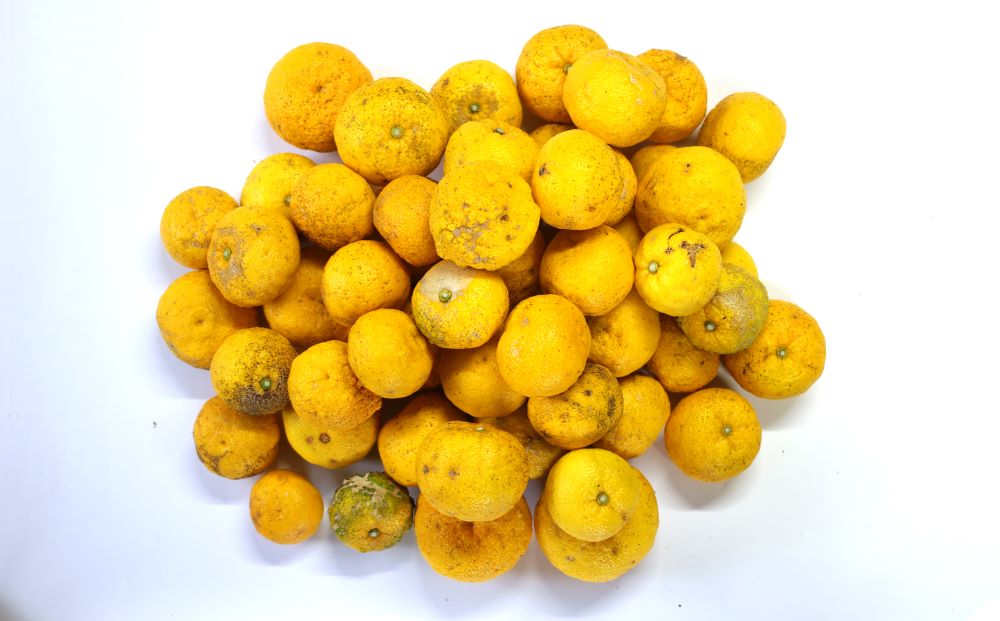 【わけあり】徳島・木頭ゆず1㎏（黄玉）