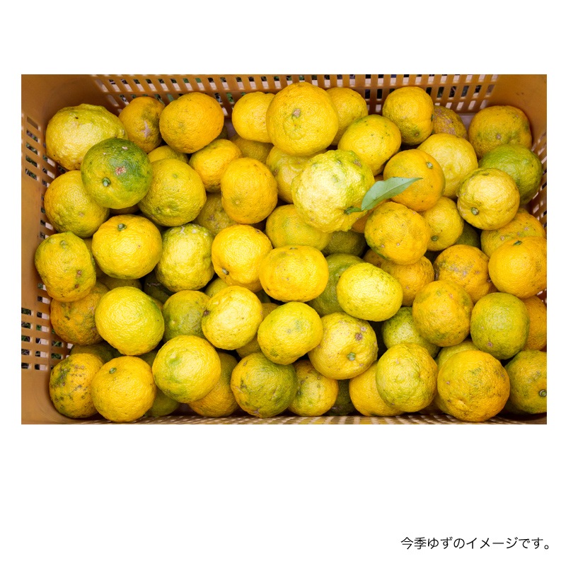 【予約受付中】農薬不使用 木頭ゆず（黄玉） 3kg (約30個)