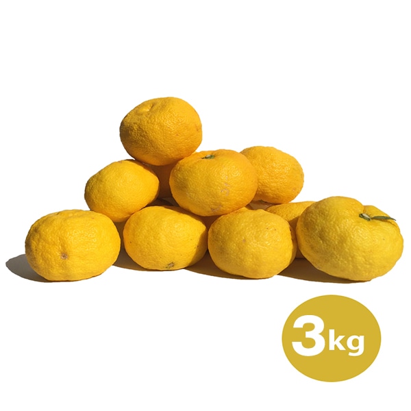 農薬不使用 木頭ゆず(黄玉) 3kg (約30個)