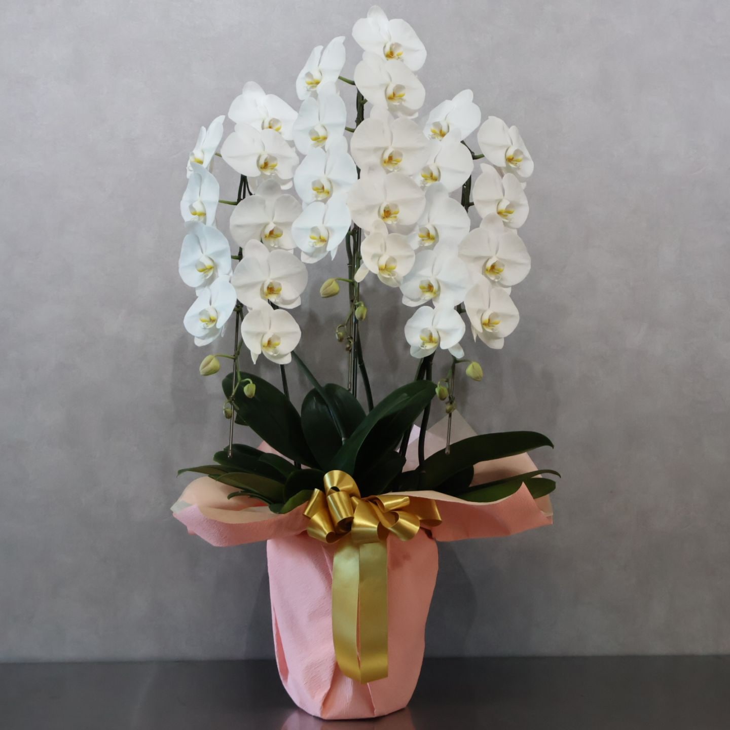 胡蝶蘭L ３本立ち