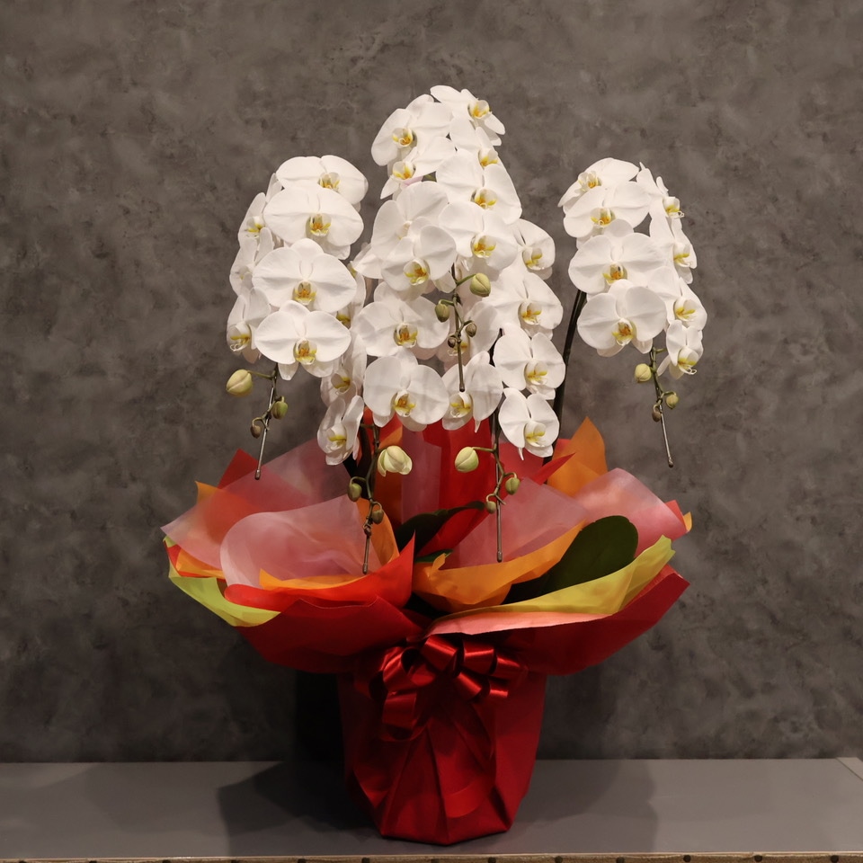 お祝い胡蝶蘭M ５本立ち