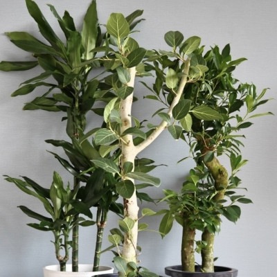 おまかせ観葉植物M（8号鉢）