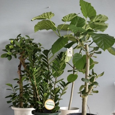 おまかせ観葉植物S（6〜7号鉢）