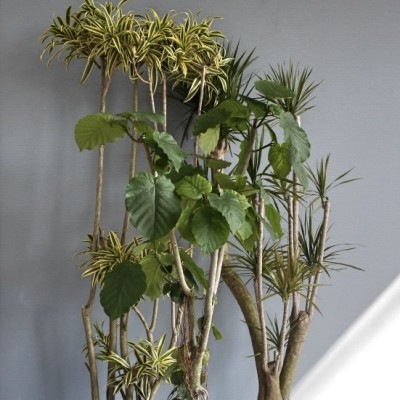 おまかせ観葉植物3L（10号鉢）