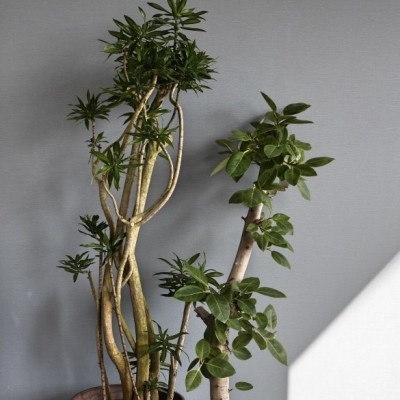 おまかせ観葉植物2L・鉢カバー込み（10号鉢）